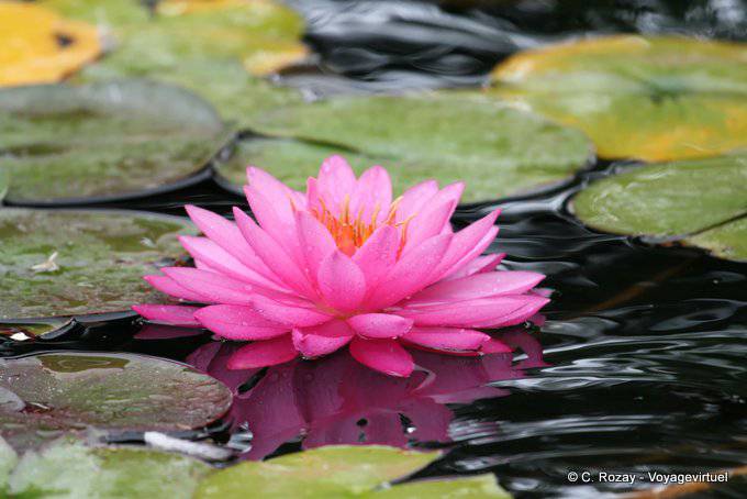Napier, Nenuphar Rose, Costa Este - Nueva-Zelanda