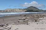 Driftwood en la playa, Anaura Bay, Cabo del Este, Nueva-Zelanda.