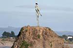Wairaka Estatua, Turuturu Roimata, Whakatāne Heads, Cabo del Este, Nueva-Zelanda.
