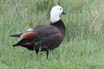 Paraíso Shelduck femenina (Tadorna variegata), Tokomaru Bay, Cabo del Este, Nueva-Zelanda.