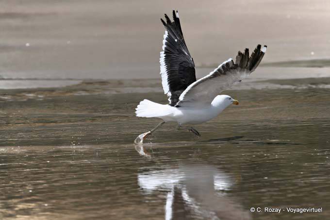 Albatros despegue, Baylys Beach, Northland - Nueva-Zelanda