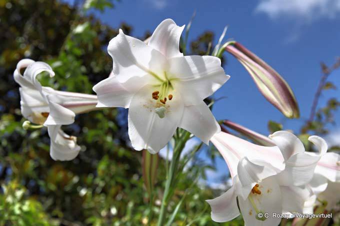 Lirios, Kerikeri, Northland - Nueva-Zelanda