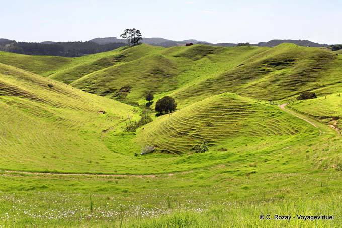 Oakura Camino a la Bahía de Bland, Northland - Nueva-Zelanda