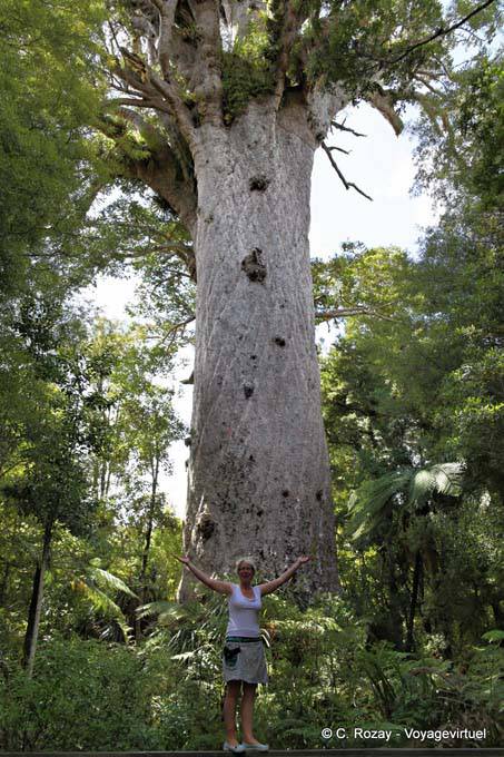 Señor de la Selva (60m x 5m) Tane Mahuta Waipoua Forest, Northland - Nueva-Zelanda
