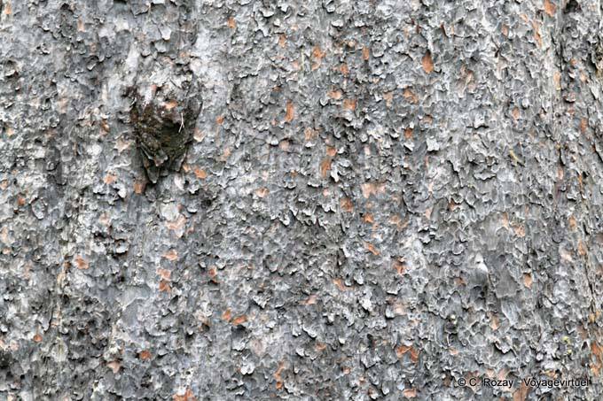 Tronco del árbol Kauri, Tane Mahuta Waipoua Forest, Northland - Nueva-Zelanda