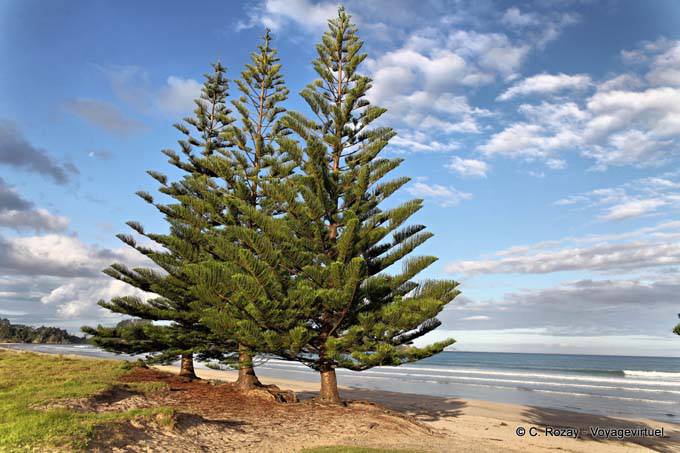 Araucaria delante de Sandy Bay, Whananaki, Northland - Nueva-Zelanda