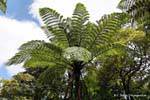 Los helechos arborescentes, Waipoua Forest, Northland, Nueva-Zelanda.