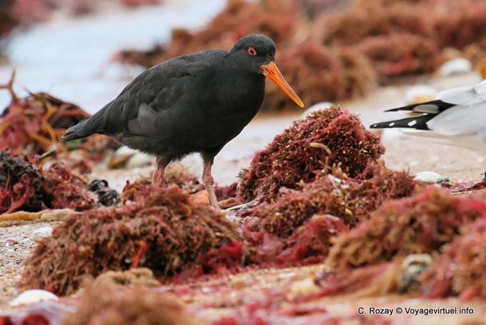 Ostrero Variable, Haematopus unicolor, Rocas Moeraki Scenic Reserve, Otago - Nueva-Zelanda