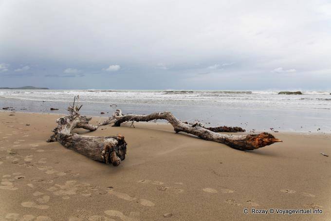 La madera muerta Koekohe Beach, Rocas Moeraki Scenic Reserve, Otago - Nueva-Zelanda