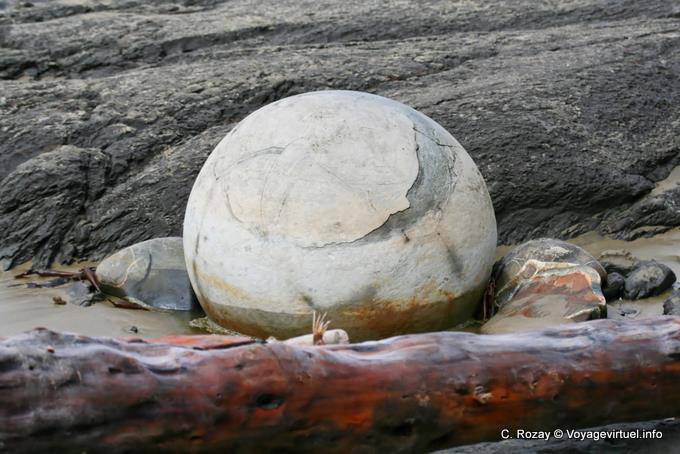 Ball y trozos de madera Cantos rodados de Moeraki Scenic Reserve, Otago - Nueva-Zelanda