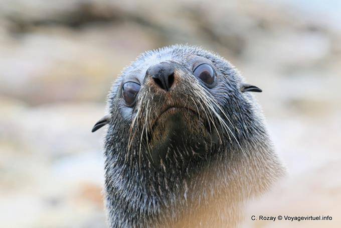 Regard león marino, Moeraki Shag Point, Otago - Nueva-Zelanda