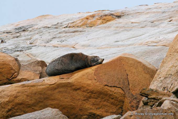 Lobo marino de piel dormida, Moeraki Shag Point, Otago - Nueva-Zelanda