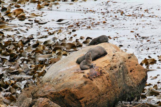 Algas marinas y leones, Moeraki Shag Point, Otago - Nueva-Zelanda