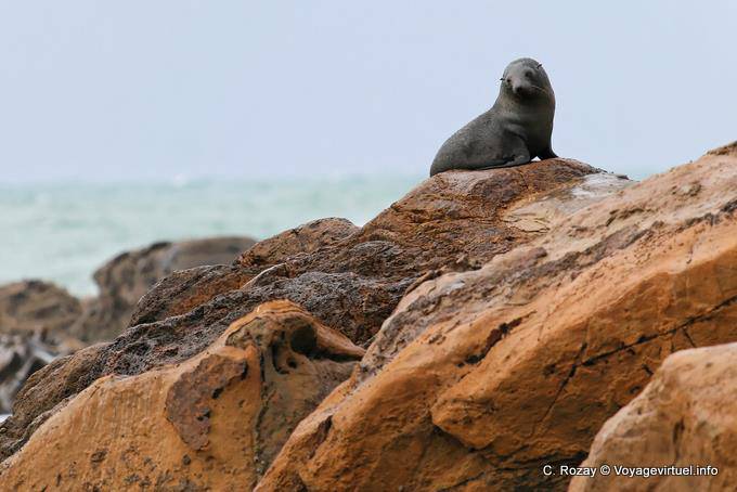 Phocarctos hookeri, Shag Point Moeraki, Otago - Nueva-Zelanda