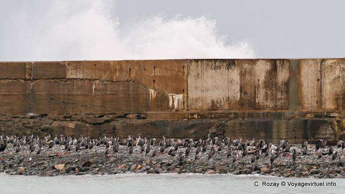 Cormoranes en el puerto, Oamaru, Otago - Nueva-Zelanda