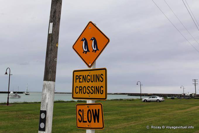 Pingüinos cruce, Oamaru, Otago - Nueva-Zelanda