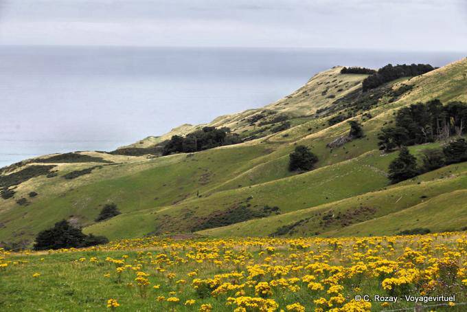 Otago Peninsula, Dunedin Highcliff - Nueva-Zelanda