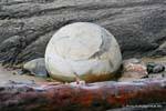 Ball y trozos de madera Cantos rodados de Moeraki Scenic Reserve, Otago, Nueva-Zelanda.