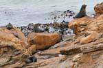 Sellos colonia, Moeraki Shag Point, Otago, Nueva-Zelanda.