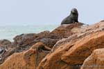 Phocarctos hookeri, Shag Point Moeraki, Otago, Nueva-Zelanda.