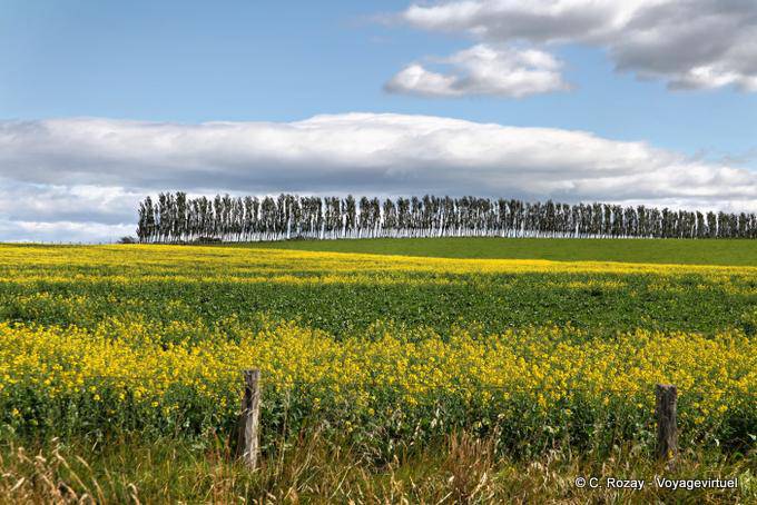 Camino a Otautau Invercargill, Southland - Nueva-Zelanda
