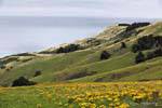 Otago Peninsula, Dunedin Highcliff, Nueva-Zelanda.