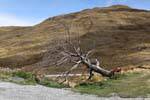 Árbol desarraigado Cardrona camino a Queenstown, Southland, Nueva-Zelanda.