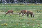 Haast Camino a Makarora Cerfs, Southland, Nueva-Zelanda.