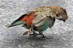 Kea, loro montaña Kakapo camino a Milford Sound Te Anau, Southland, Nueva-Zelanda.