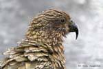 Loro Cabeza Kea Kakapo camino a Milford Sound Te Anau, Southland, Nueva-Zelanda.