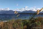 Cañas en el viento, Lago Manapouri, Southland, Nueva-Zelanda.