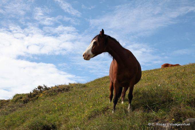 Caballo en la ladera Quarry, Cabo Foulwind, Costa Occidental - Nueva-Zelanda