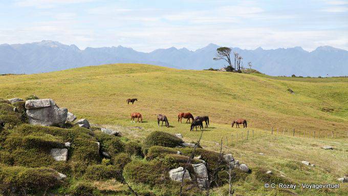 Manada de caballos en un prado, Cabo Foulwind, Costa Occidental - Nueva-Zelanda