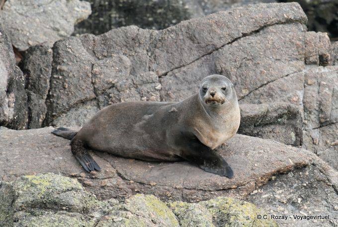 Hembra de león marino descansando sobre una roca, focas del Cabo Foulwind, Tauranga - Nueva-Zelanda