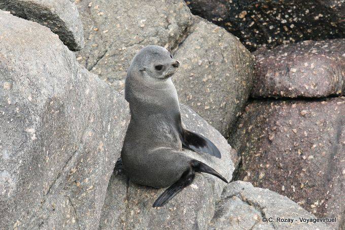 Pelaje gris sobre roca, focas del Cabo Foulwind, Tauranga bay, Westcoast - Nueva-Zelanda