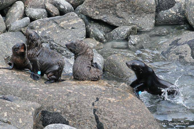 Lobos marinos jóvenes Juego, focas del Cabo Foulwind, Tauranga, Westcoast - Nueva-Zelanda