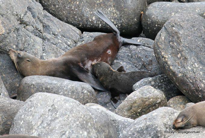 Pequeño león marino tratando de succionar su madre, focas del Cabo Foulwind, Tauranga, Westcoast - Nueva-Zelanda
