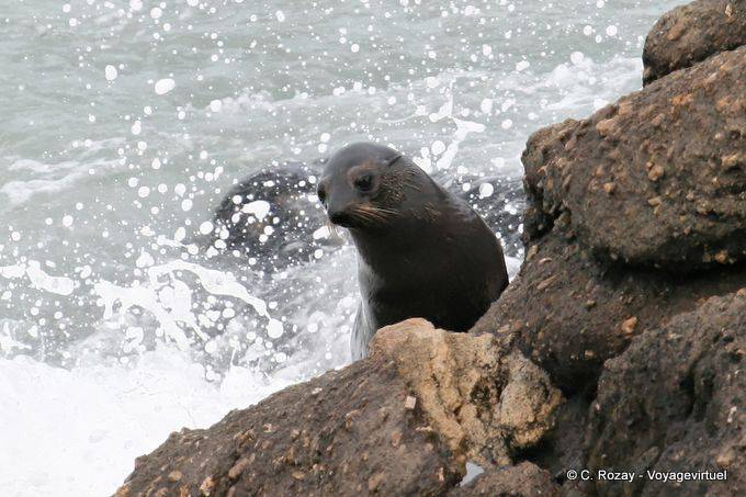 Aumento de la espuma, focas del Cabo Foulwind, Tauranga bay, Westcoast - Nueva-Zelanda