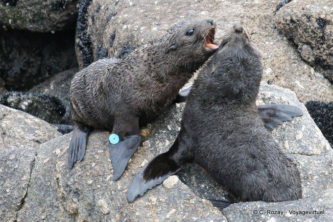 Joven Kekeno (idioma maorí), focas del Cabo Foulwind, Tauranga, Westcoast - Nueva-Zelanda