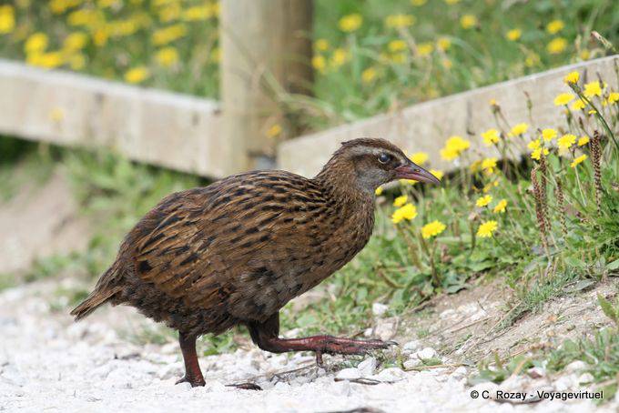 Un Weka de la familia Rallidae, Cabo Foulwind, Costa Occidental - Nueva-Zelanda