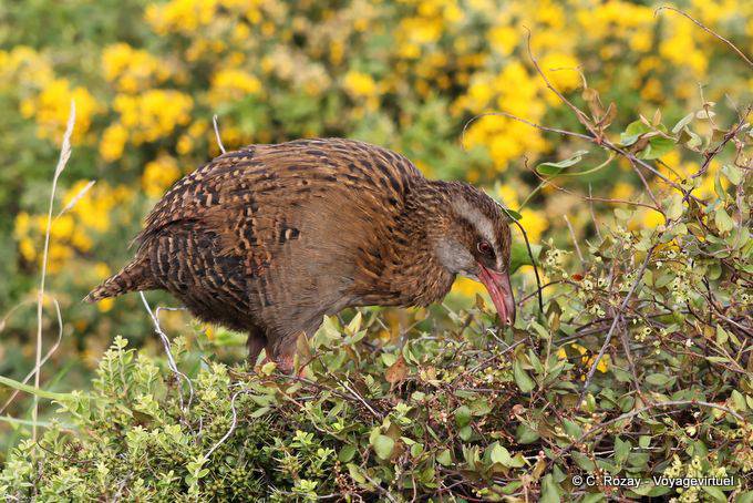 Woodhen (Weka, Gallirallus australis), Cabo Foulwind, Costa Occidental - Nueva-Zelanda