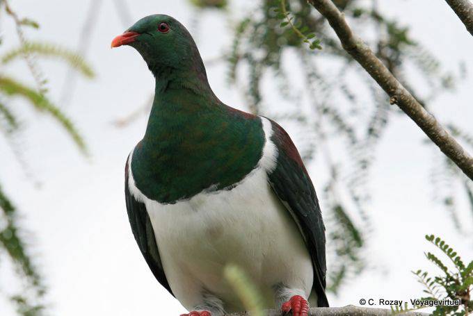Nueva Zelanda paloma, Fox Glacier, Costa Occidental - Nueva-Zelanda
