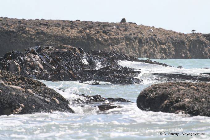Algas Durvillaea antarctica maltratadas por el océano, Paparoa Entre Carpintero Y Hatters Bay, Costa Occidental - Nueva-Zelanda