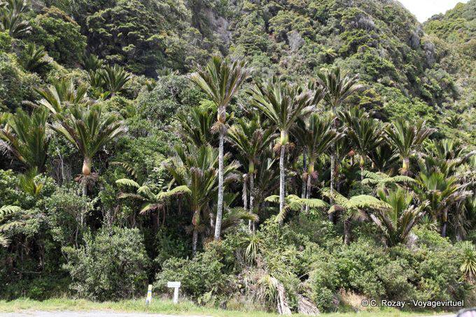 Bosque sub-tropical de helechos, palmas y rimu nikau, Paparoa Entre Carpintero Y Hatters Bay, Costa Occidental - Nueva-Zelanda
