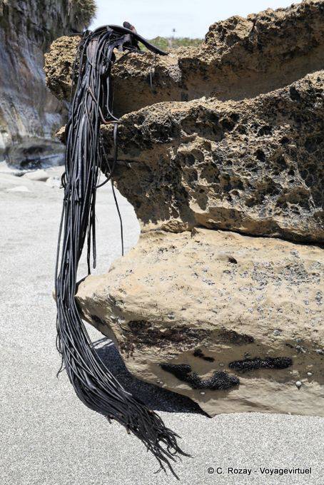 Algas en la roca, Paparoa Parque, Truman Track, Costa Occidental - Nueva-Zelanda