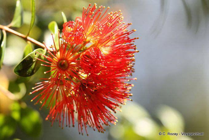 Flor Sub-tropical en la pista, Paparoa Parque, Truman Track, Costa Occidental - Nueva-Zelanda