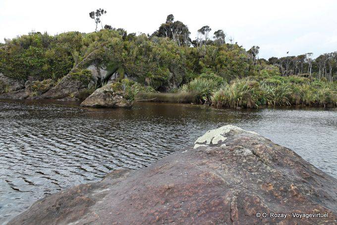 Para Tauperikaka Point, Ship Creek, Costa Occidental - Nueva-Zelanda