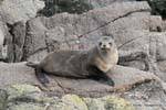 Hembra de león marino descansando sobre una roca, focas del Cabo Foulwind, Tauranga, Nueva-Zelanda.