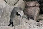 Madre e hija reunión Arctocephalus forsteri, focas del Cabo Foulwind, Tauranga bahía, Nueva-Zelanda.