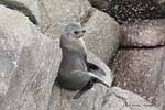 Pelaje gris sobre roca, focas del Cabo Foulwind, Tauranga bay, Westcoast, Nueva-Zelanda.
